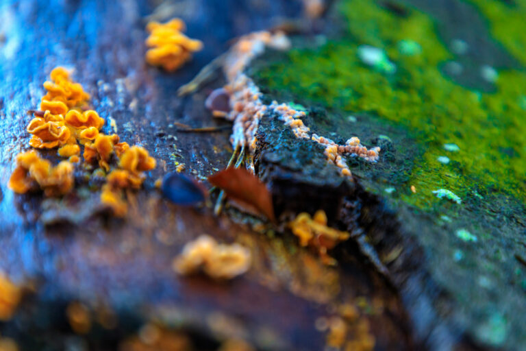Paddestoelen in de Kaapse Bossen bij Doorn…