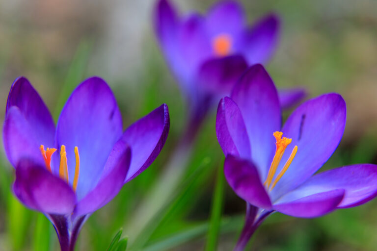 Krokussen in de tuin bij kasteel Groeneveld, Baarn…