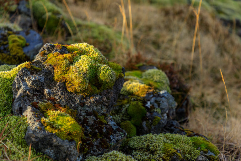 Landschapsfotografie IJsland: Ruige natuur, watervallen en vulkaangrond — Focus op Beeld