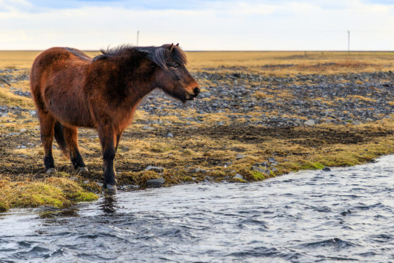 Een ijslands paard in de buurt van Kvernufoss…