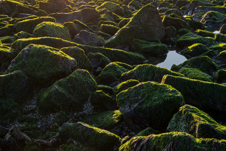 Reisfotografie Ameland: Landschappen, strand en het ultieme eilandgevoel — Focus op Beeld