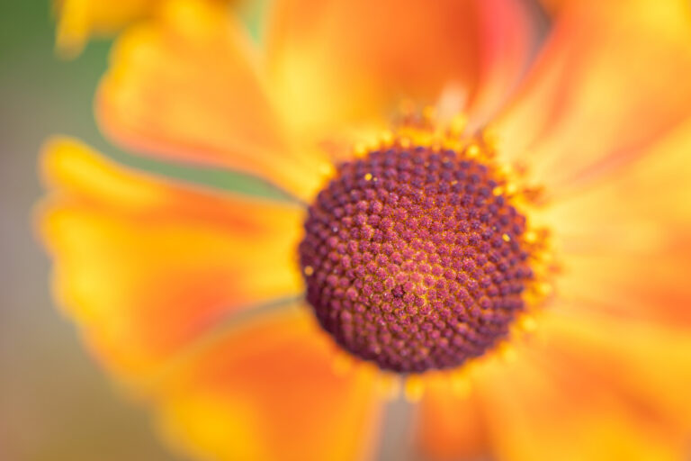 Bloemen macrofotografie…. in de Kruidhof Hortus Buitenpost