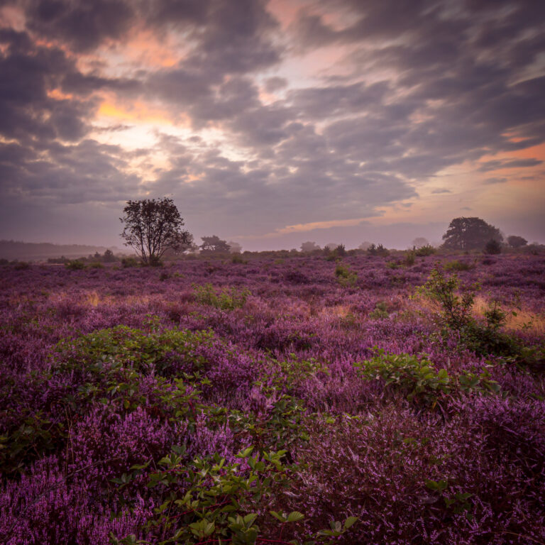 De Hoorneboegse Heide, bij Hilversum afgelopen zondagochtend….