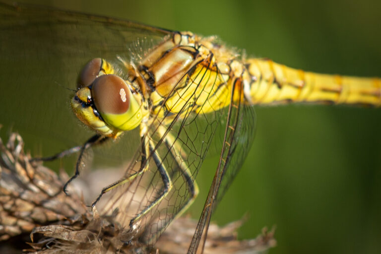 Libelle in het natuurgebied Polder Bolgarijen…