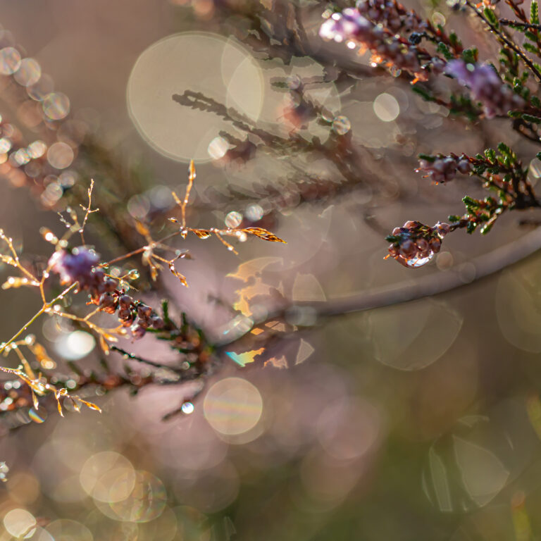 Ook Hoorneboegse Heide tijdens de opkomst van de zon, maar dan macro….