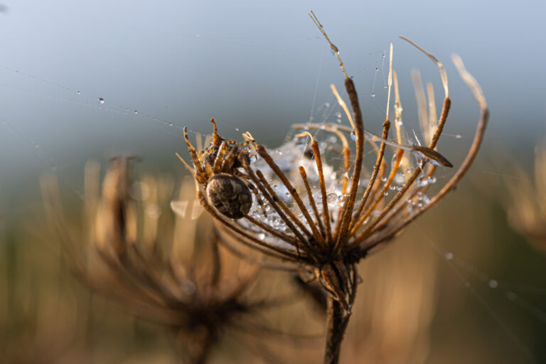 Een spin incognito op een vroege zondagochtend…. Natuurgebied Willeskop