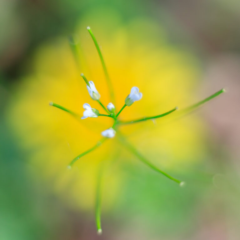 Nog een experiment met de macro tussenring, locatie Lage Vuursche…