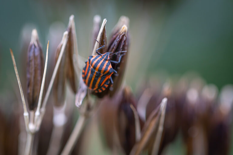 Pijamaschildwants… in de Kruidhof Hortus Buitenpost