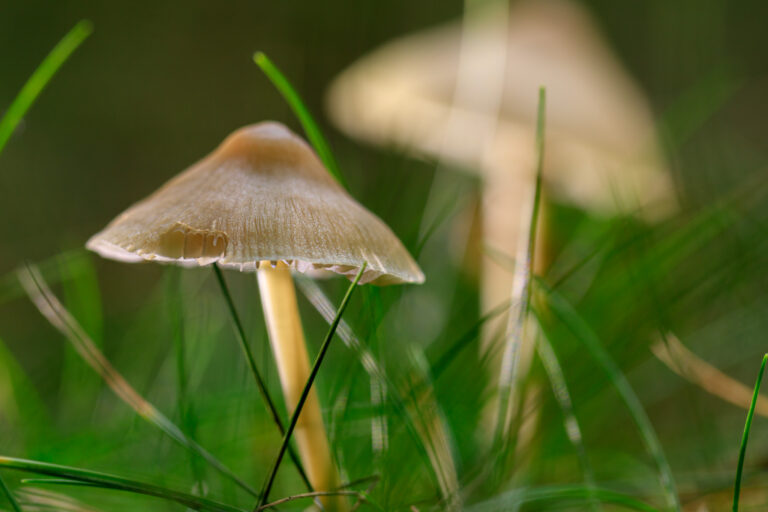 En nog een paddestoel foto van afgelopen zondag…