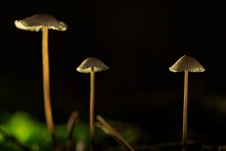Vanochtend op pad met de fotoclub… paddestoelen fotograferen.