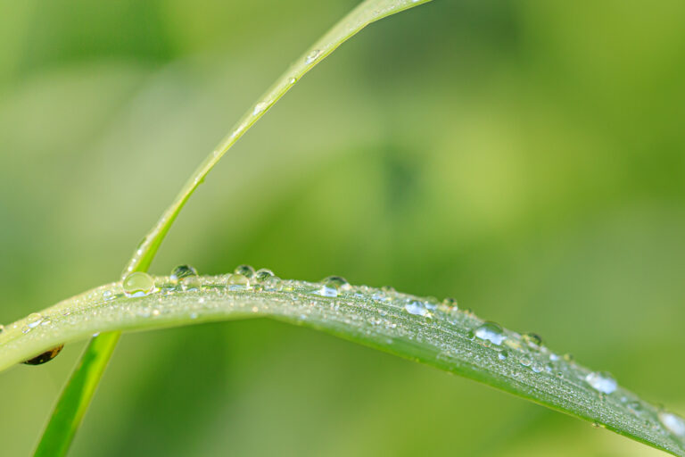 Verder experimenteren met mijn macro lens: regendruppels op een grasspriet…